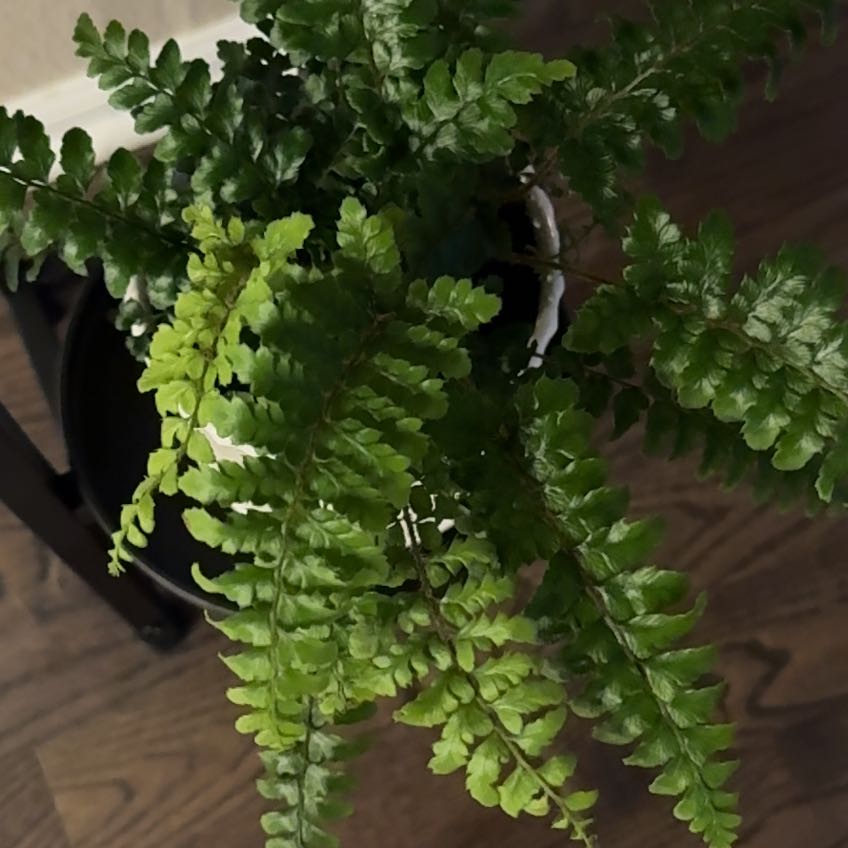 Photo of the plant species Leatherleaf Fern by @ChampBonsai76 named Fern on Greg, the plant care app