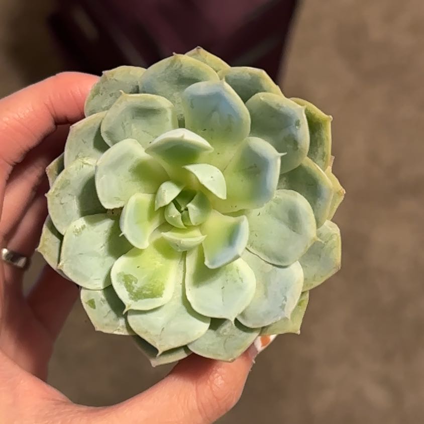 Photo of the plant species Echeveria 'Arctic Ice' by @PeerlessChia94 named Darwin on Greg, the plant care app