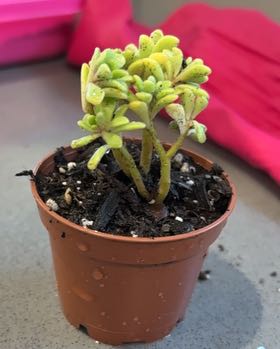 Photo of the plant species Irish bouquet by Katie named Kobe on Greg, the plant care app