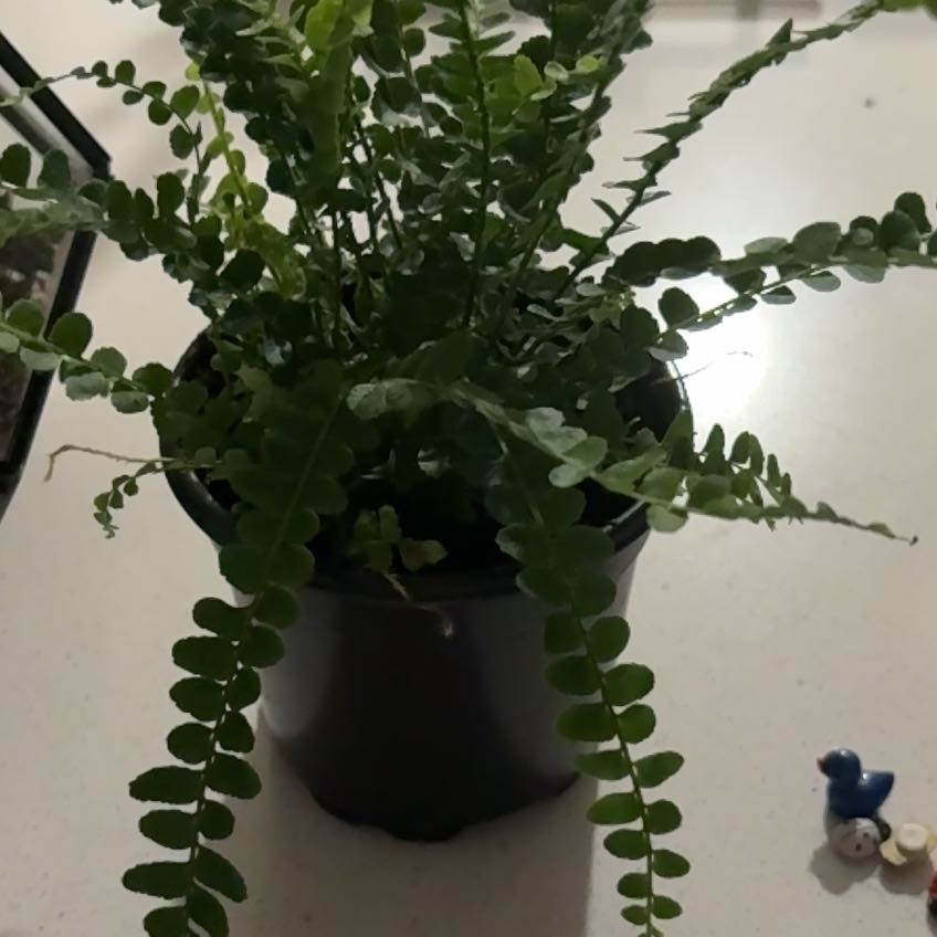 Photo of the plant species lemon butter fern by Katie named Drake on Greg, the plant care app