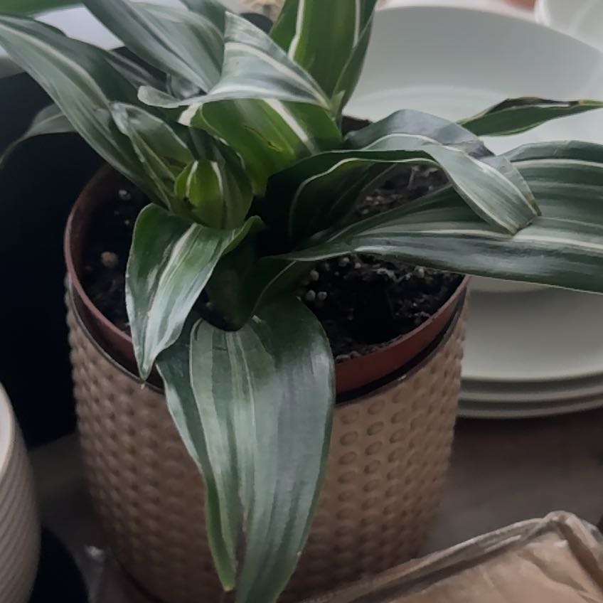 Photo of the plant species White Jewel Dracaena by @JuicyRedlion36 named Pearl on Greg, the plant care app