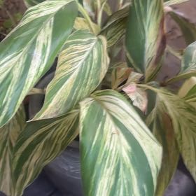 Photo of the plant species Variegated Shell Ginger by @SilkyCrassula12 named Baesil on Greg, the plant care app
