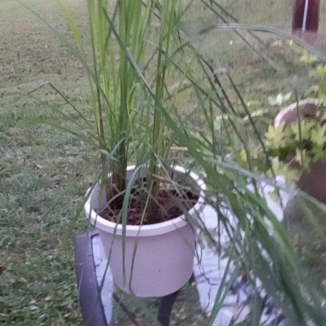Photo of the plant species Lemon Grass by @FabKanna57 named Diana on Greg, the plant care app