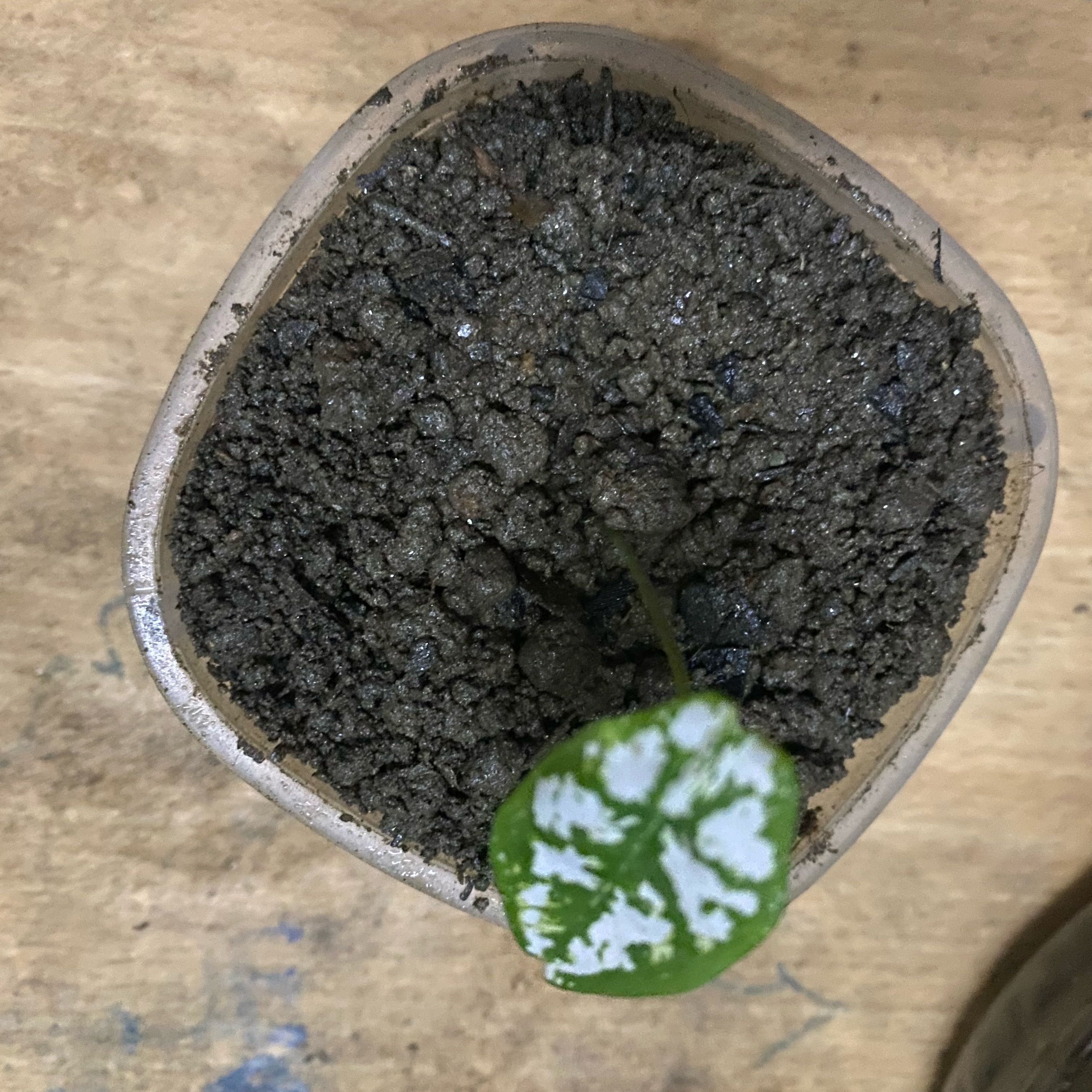 Photo of the plant species Assorted Lithops by @JoyfulMastic47 named Xena on Greg, the plant care app