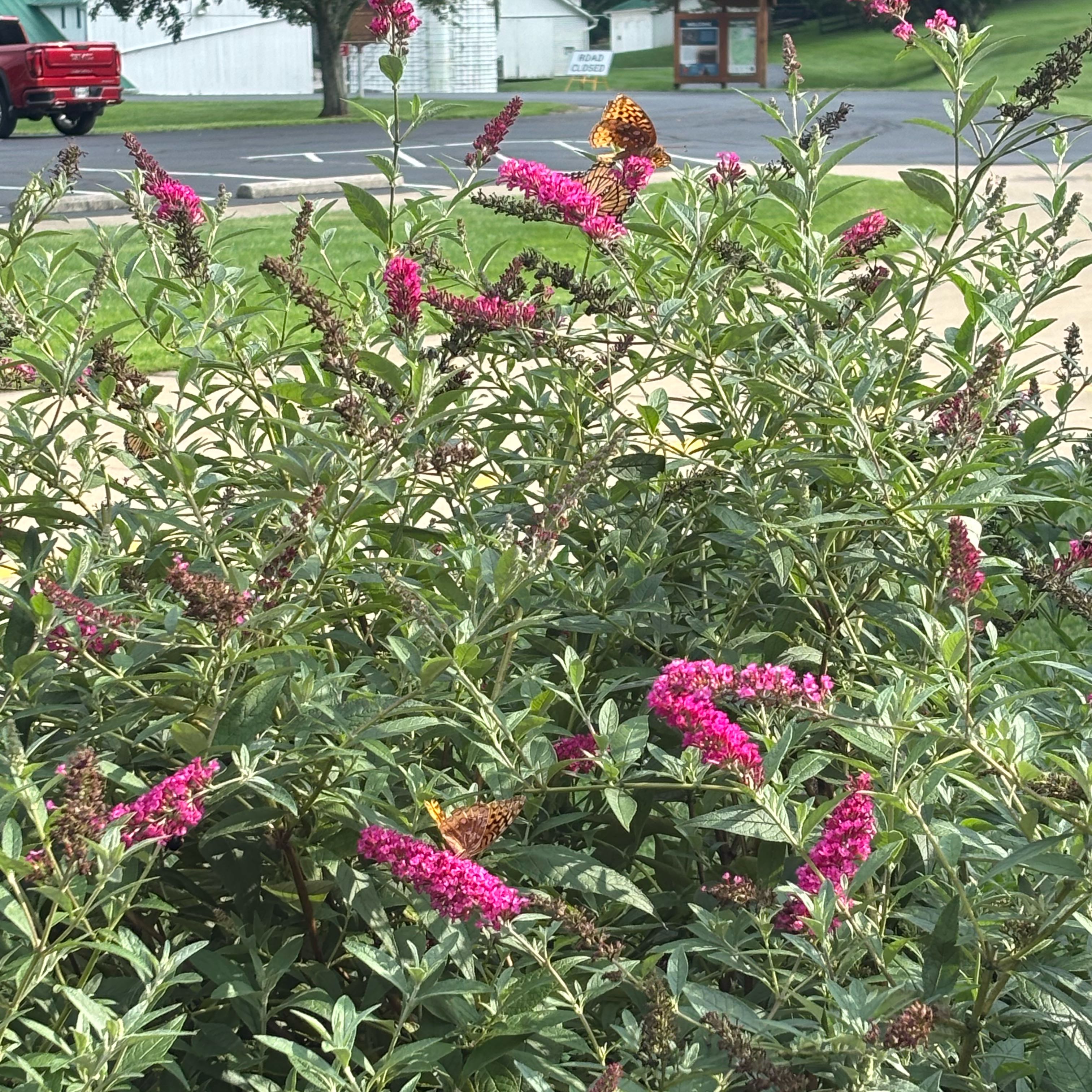 Photo of the plant species Orange Eye Butterflybush by @GrownTawapou81 named Homer on Greg, the plant care app