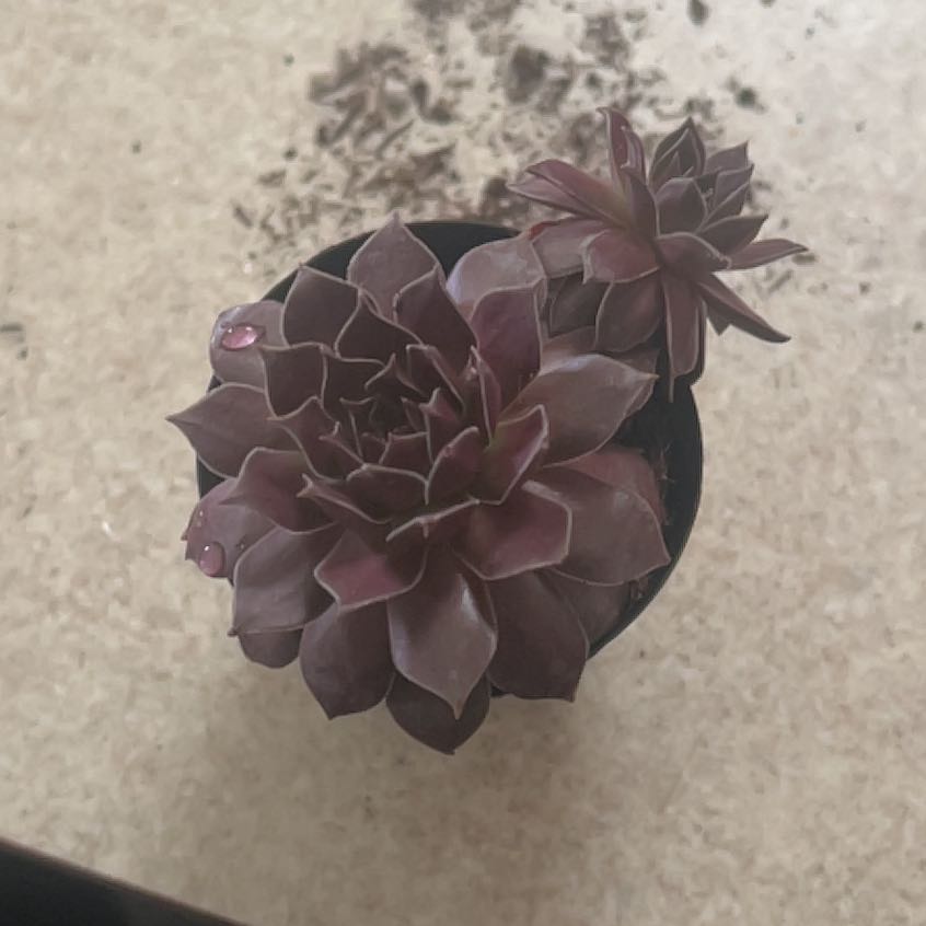 Photo of the plant species Pachyphytum 'Moon Silver' by @ZingBlueoak41 named Captain Plant-it on Greg, the plant care app
