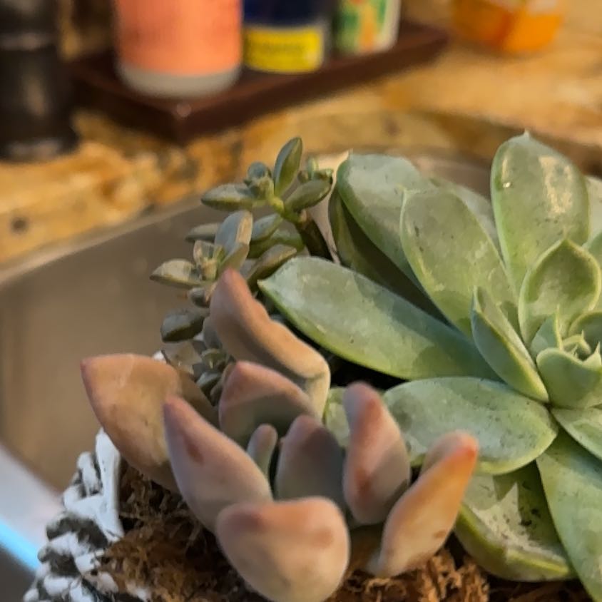 Photo of the plant species Graptosedum 'Vera Higgins' by @MellowRambutan named Planty on Greg, the plant care app