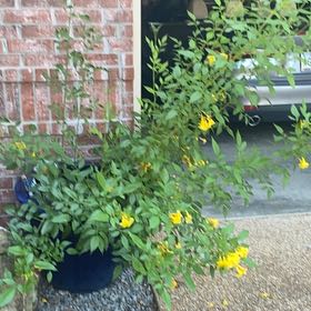 Photo of the plant species Sacred Bamboo by @TitanicGrass84 named Madonna on Greg, the plant care app