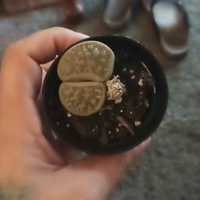 Photo of the plant species Assorted Lithops by @InventiveChia named Gobi on Greg, the plant care app