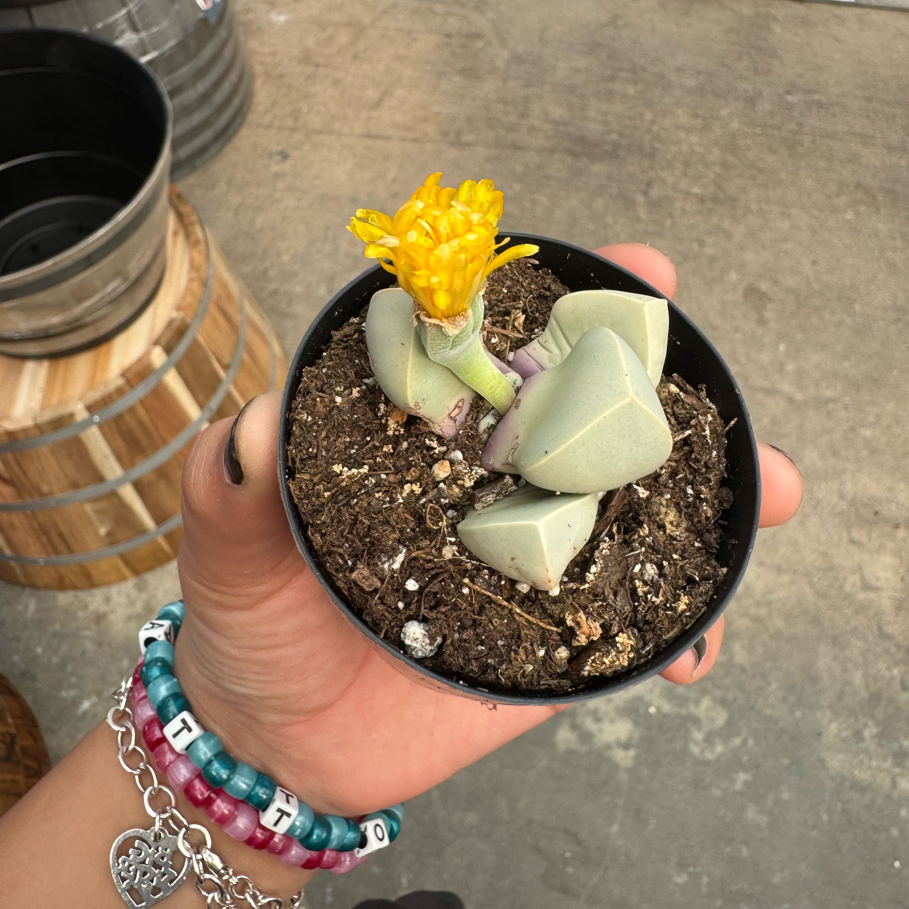 Photo of the plant species Assorted Lithops by @HeiressGutweed named Hemingway on Greg, the plant care app