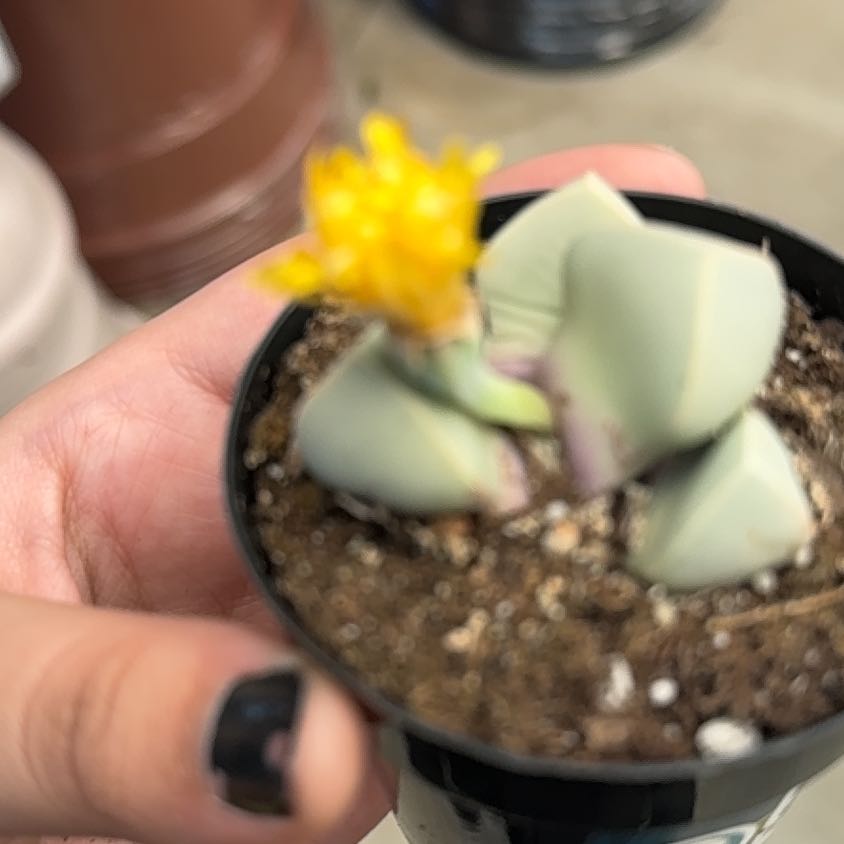 Photo of the plant species Assorted Lithops by @HeiressGutweed named Doja Cat on Greg, the plant care app