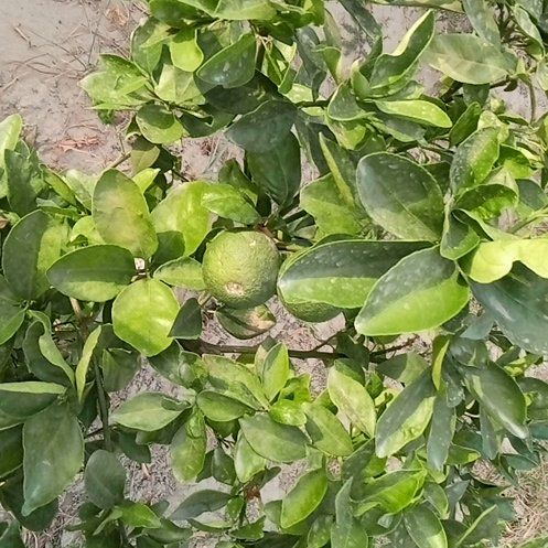 Photo of the plant species Hardy Orange by @SmileyTobacco97 named Stella on Greg, the plant care app