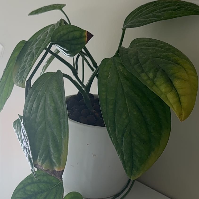 Photo of the plant species Bleeding Heart Vine by @CrispDuwei66 named Plato on Greg, the plant care app