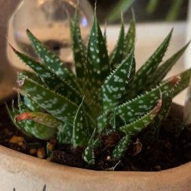 Photo of the plant species Gasteraloe 'Zimflora' by Allison named McKinley on Greg, the plant care app
