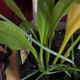 Photo of the plant species Zantedeschia rehmannii by @RadSkypilot47 named Rihanna on Greg, the plant care app