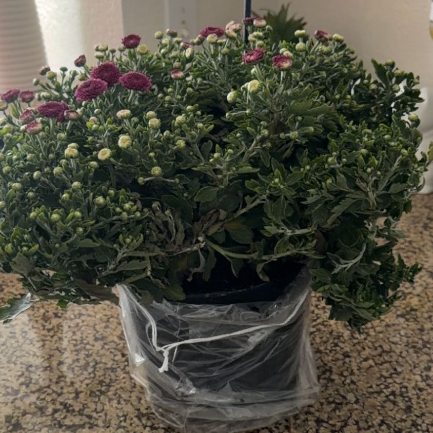Photo of the plant species Sweet Alyssum by @RichKaro82 named Mando on Greg, the plant care app