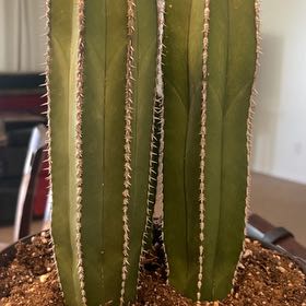 Photo of the plant species Mexican Fence Post Cactus by @RadChollipo46 named Ronaldo on Greg, the plant care app