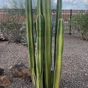 Photo of the plant species Mexican Fence Post Cactus by @RadChollipo46 named Harmony on Greg, the plant care app