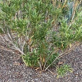 Photo of the plant species Oleander by @RadChollipo46 named Messi on Greg, the plant care app