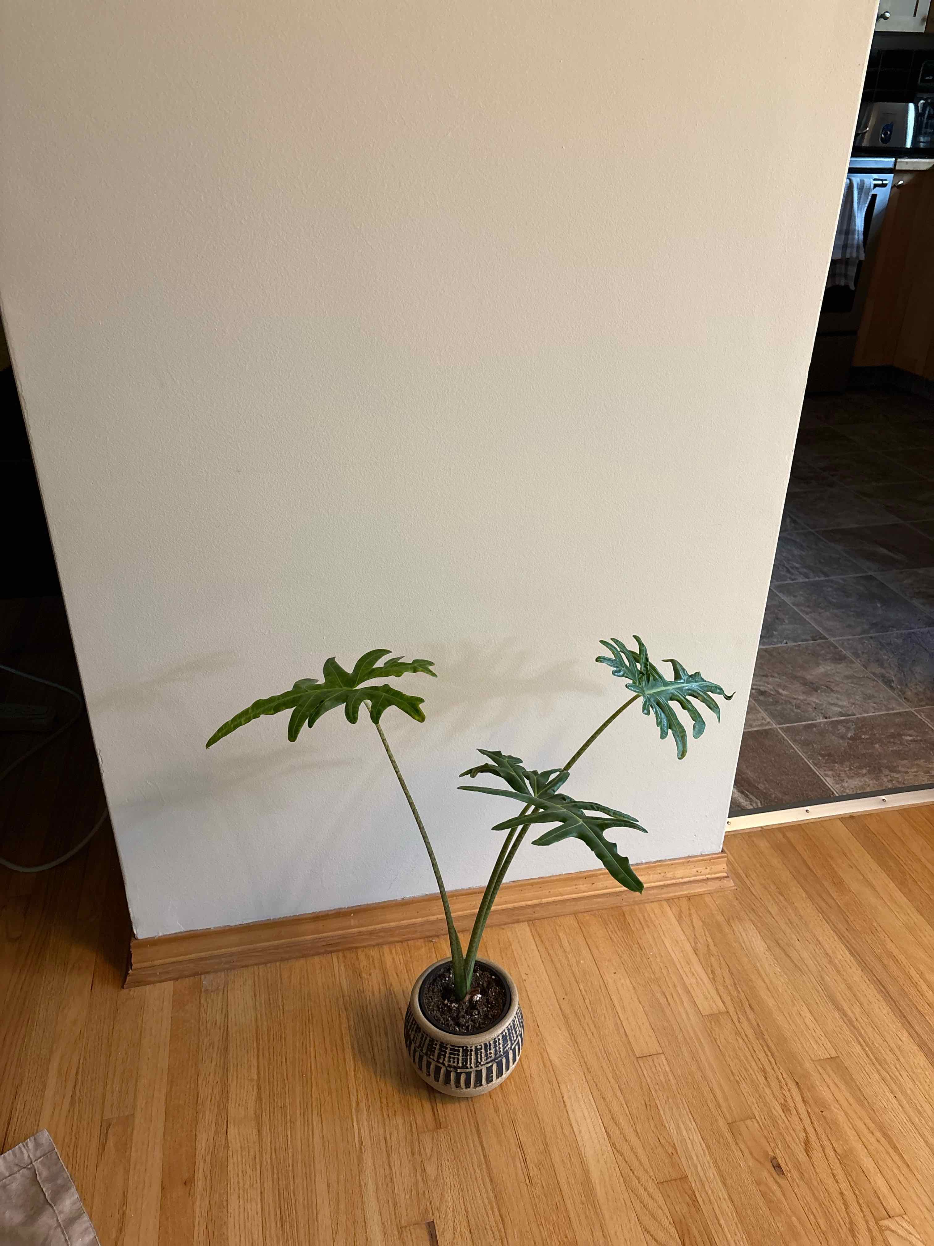 Photo of the plant species Malaysian Monster by @mattironside named Aria on Greg, the plant care app