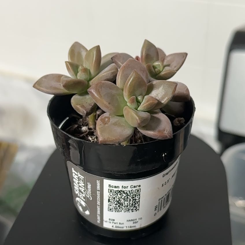 Photo of the plant species Graptosedum 'Vera Higgins' by @HipTigerpear49 named Burbasaur on Greg, the plant care app