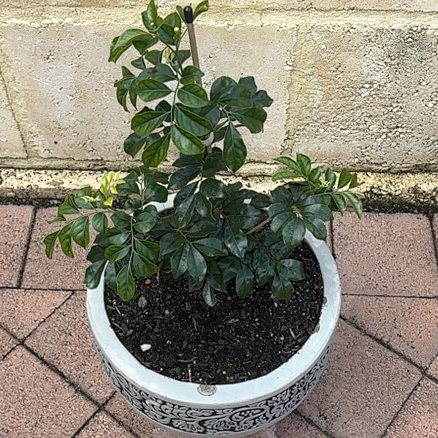 Photo of the plant species Mock Orange by @DoughtyAcajou1 named Walt on Greg, the plant care app