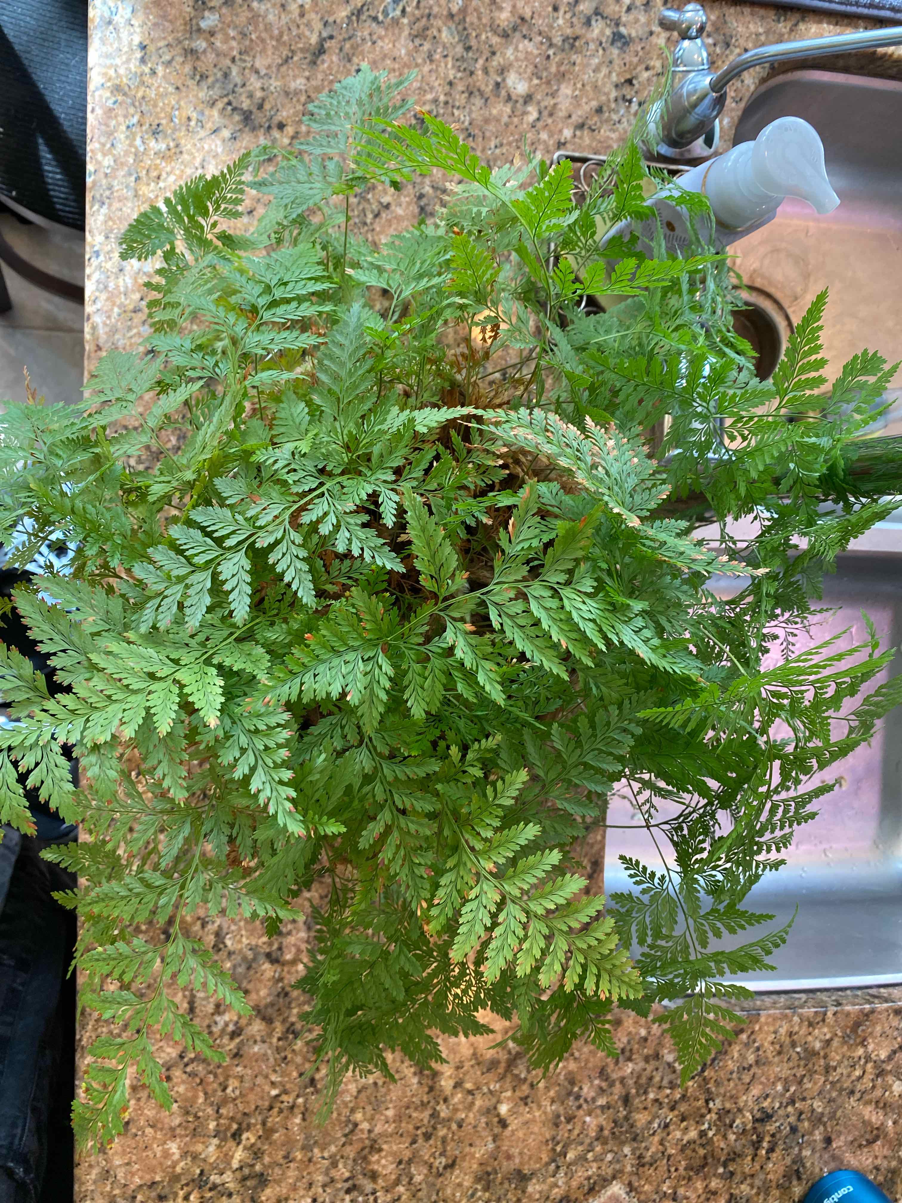 Healthy Davallia Fern on a kitchen counter near a sink.