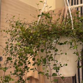 Photo of the plant species Sprawling Wirevine by @KindJade49 named Mando on Greg, the plant care app