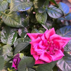 Photo of the plant species Beach Rose by @DarlingLithop98 named Naomi on Greg, the plant care app