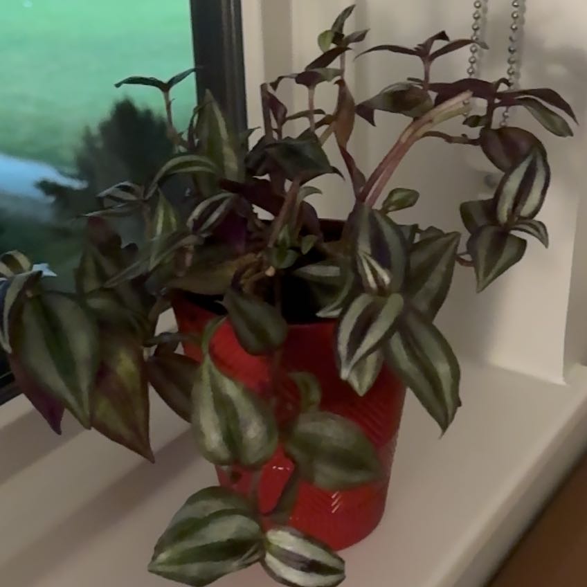 Photo of the plant species Wandering Dude 'Burgundy' by @PetiteGarlic59 named Baesil on Greg, the plant care app