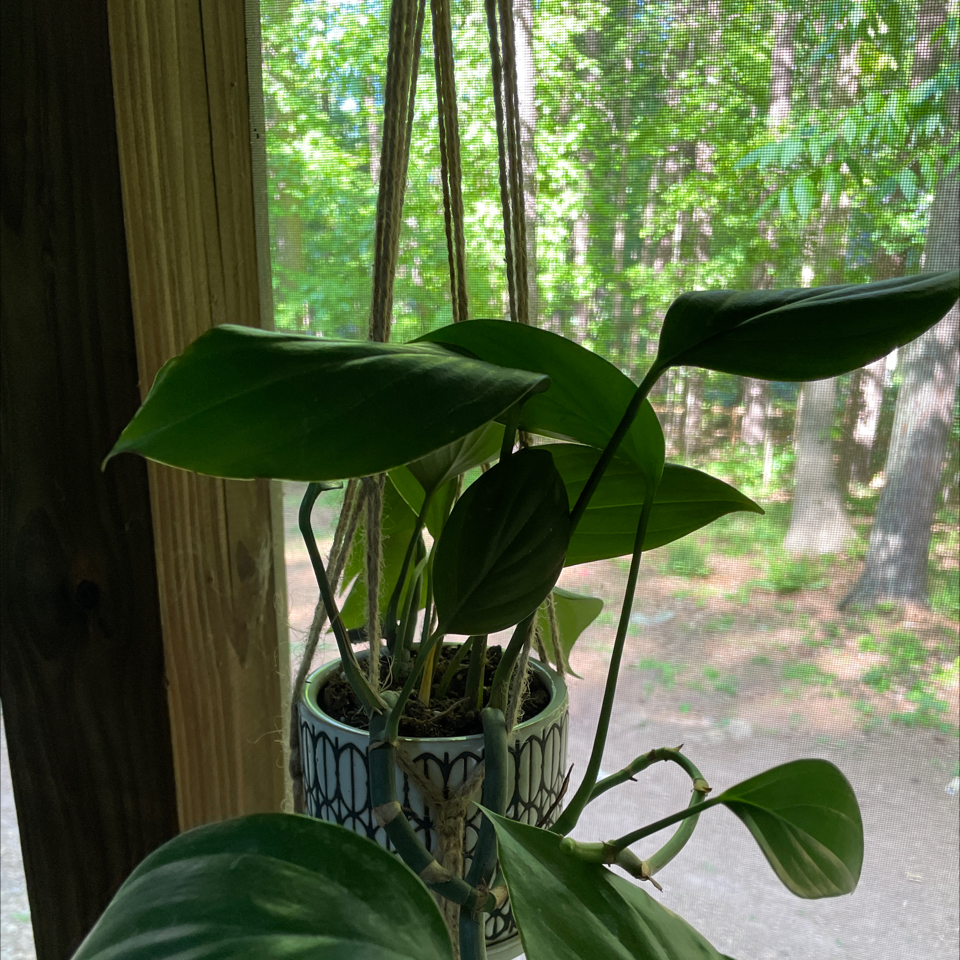 Rhaphidophora foraminifera plant in a hanging pot near a window with green leaves.