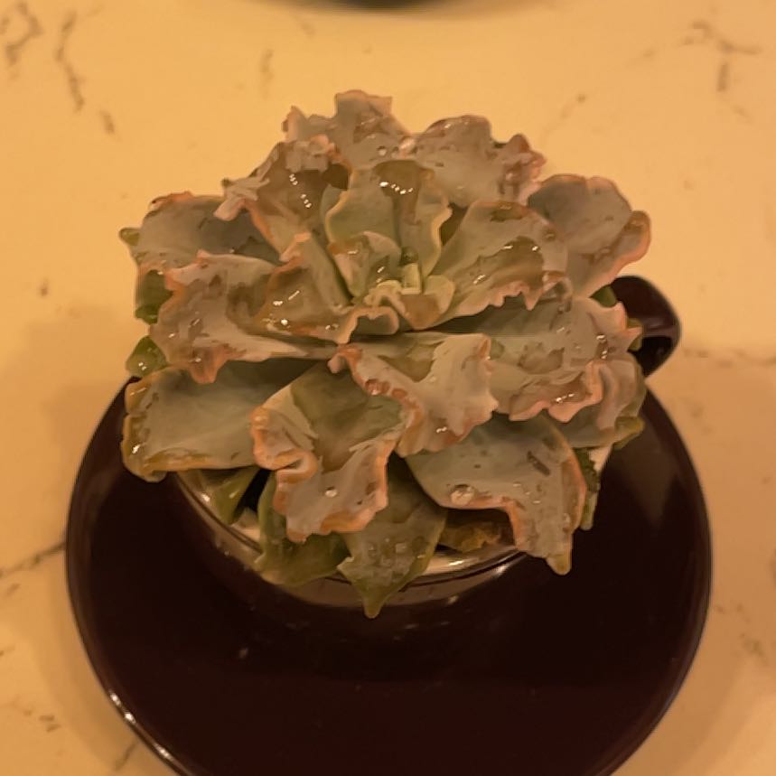 Photo of the plant species Echeveria Crispate Beauty by @KonaKB named Einstein shop on Greg, the plant care app