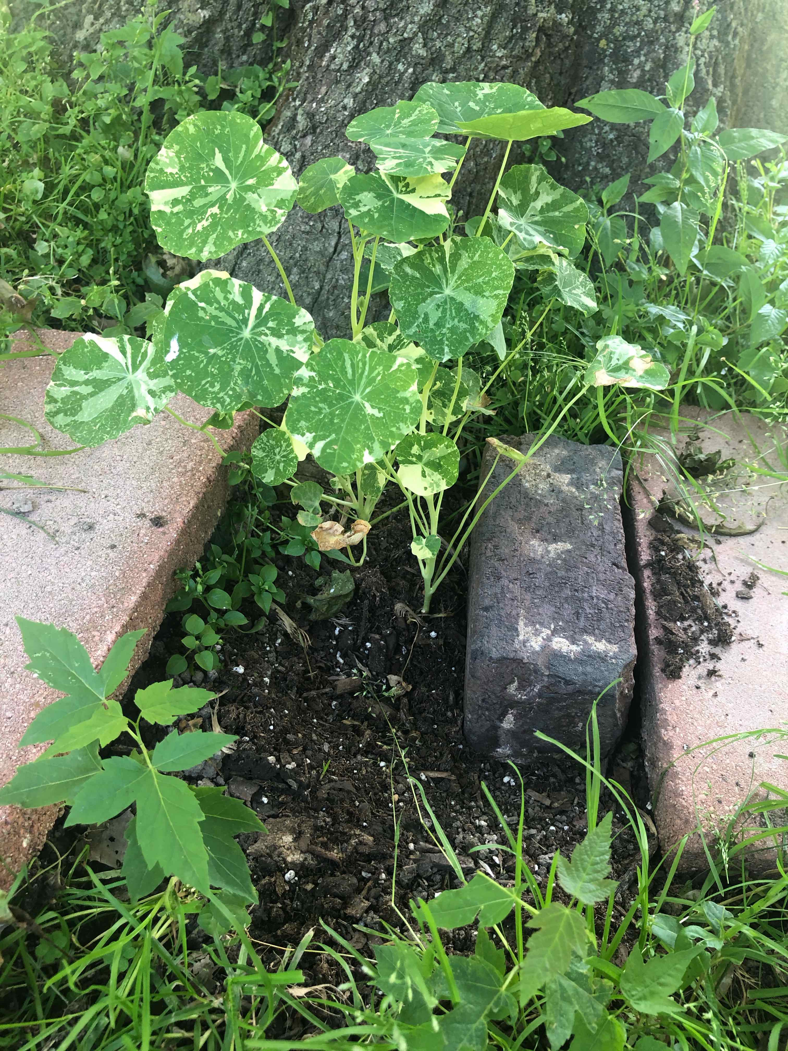 Garden Nasturtium plant growing outdoors between two bricks, surrounded by other vegetation.