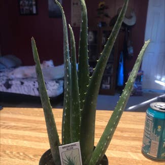 Aloe Vera plant in Springfield, Illinois