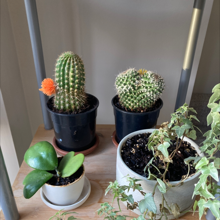 Multiple potted plants including two cacti, one of which is flowering. Little Nipple Cactus is likely present.