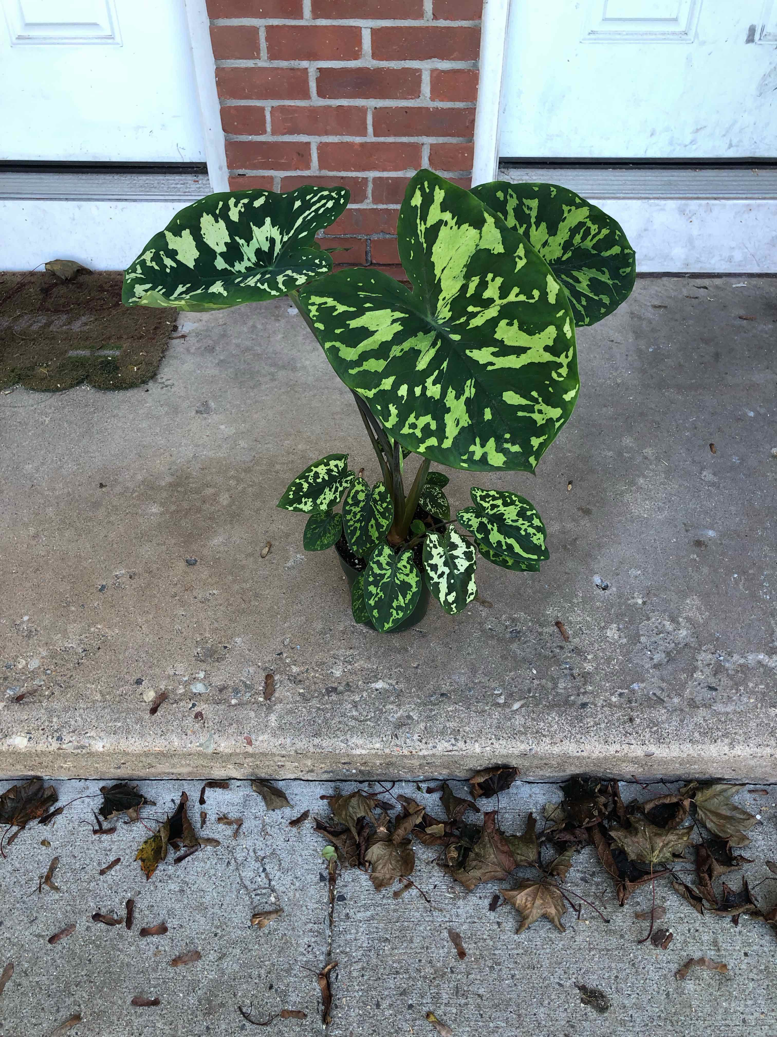 Caladium Hilo Beauty plant with large, variegated leaves on a concrete surface.
