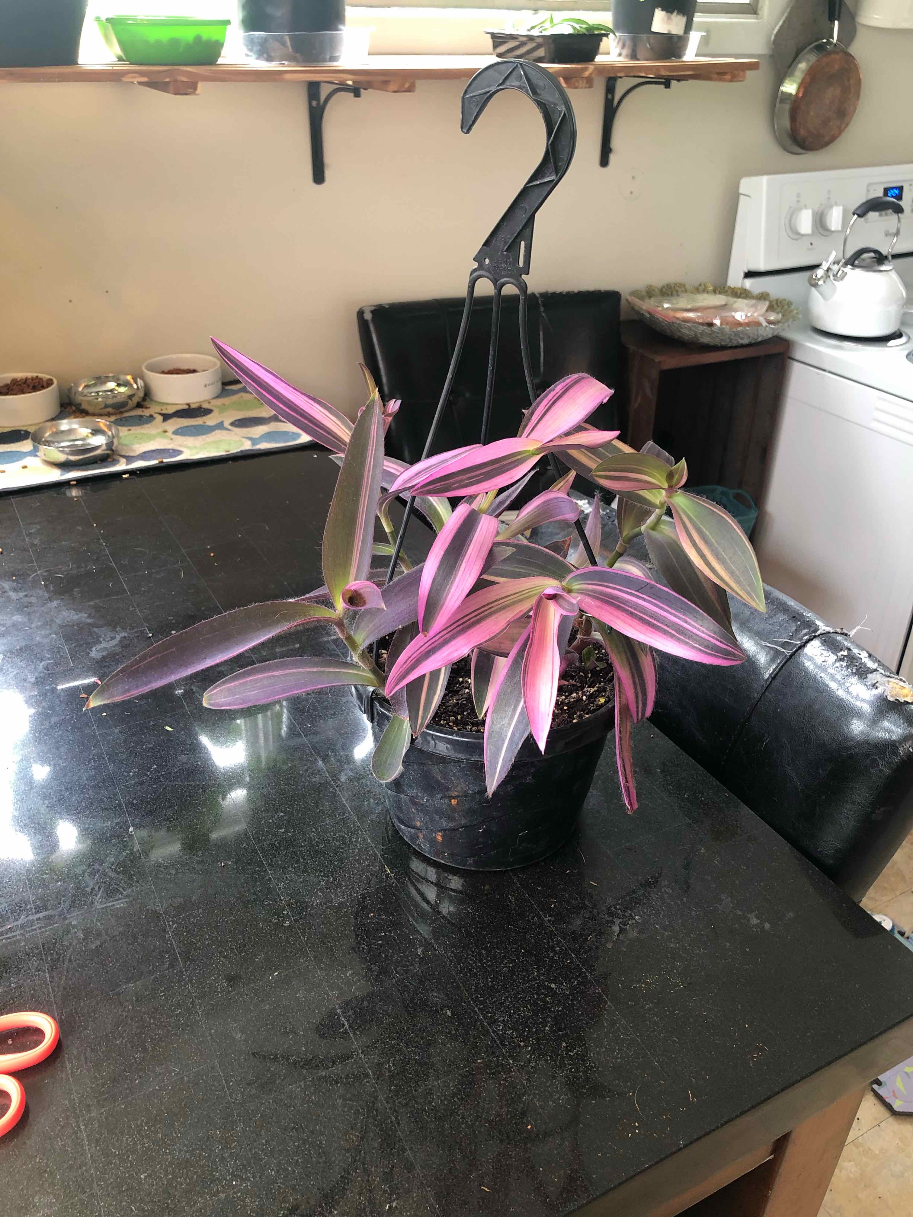 Pink Stripe Spiderwort plant in a pot on a table with vibrant pink and green striped leaves.