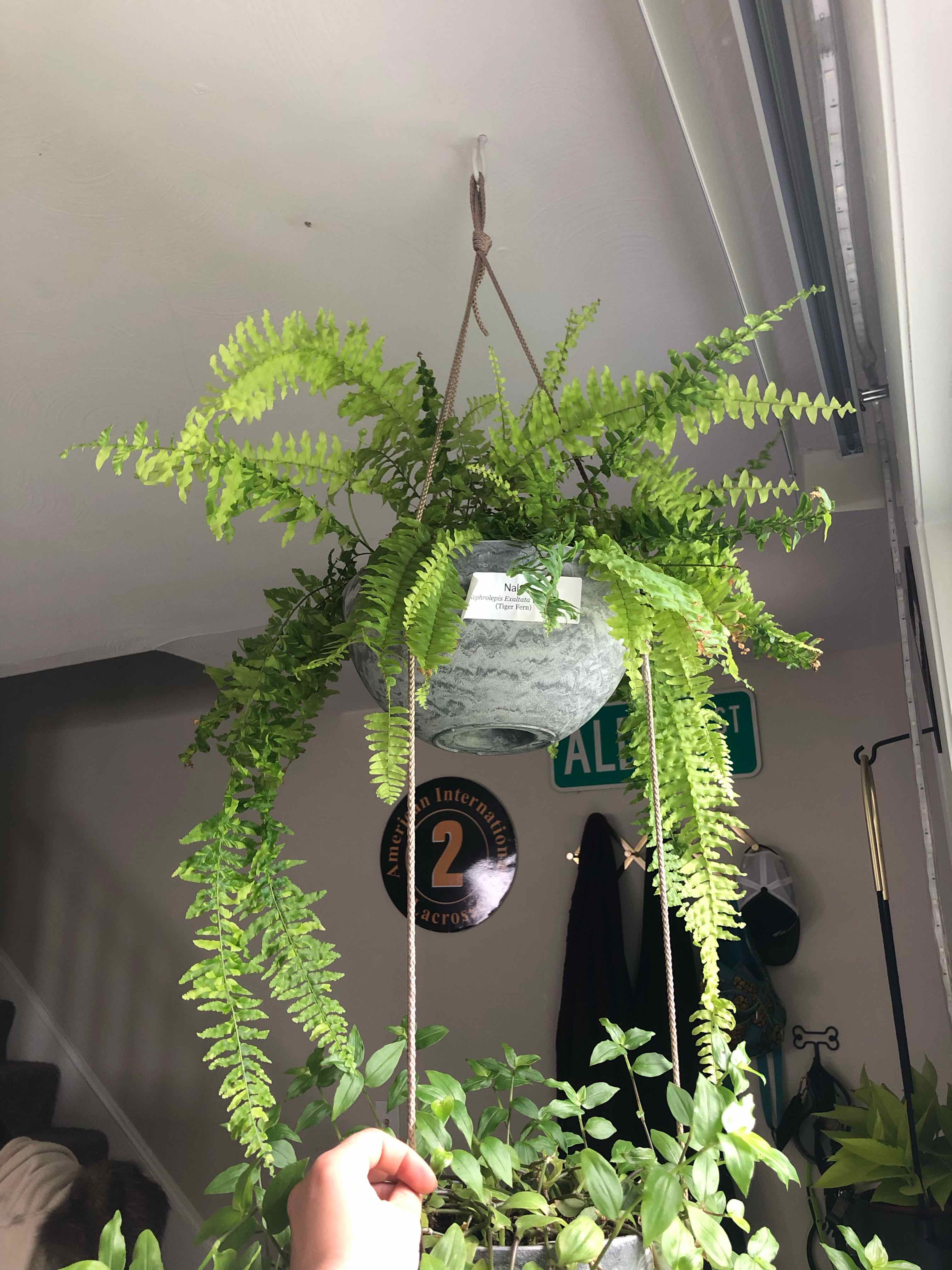Hanging Tiger Fern plant in a pot with vibrant green leaves, hand holding the pot.