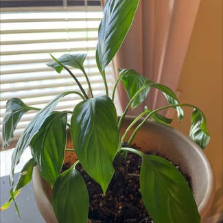 Chinese Evergreen plant in Cleveland, Ohio