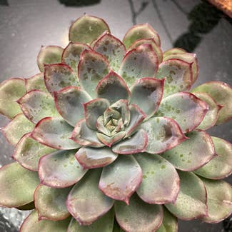 Hens and Chicks plant in Cleveland, Ohio