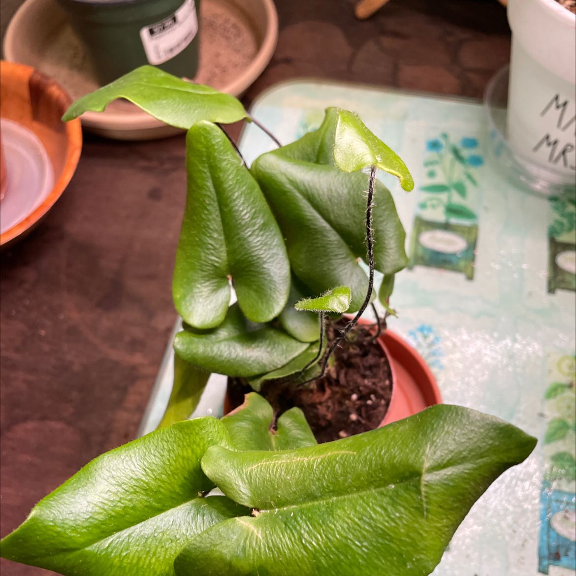 Potted Golden Leather Fern with healthy green leaves and visible soil.