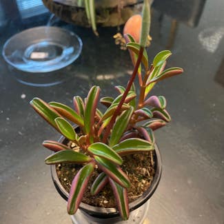 Peperomia graveolens 'Ruby Glow' plant in Cleveland, Ohio
