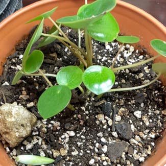 Raindrop Peperomia plant in Cleveland, Ohio