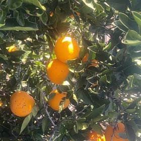 Photo of the plant species Bluecrown Passionflower by John named Sanders on Greg, the plant care app