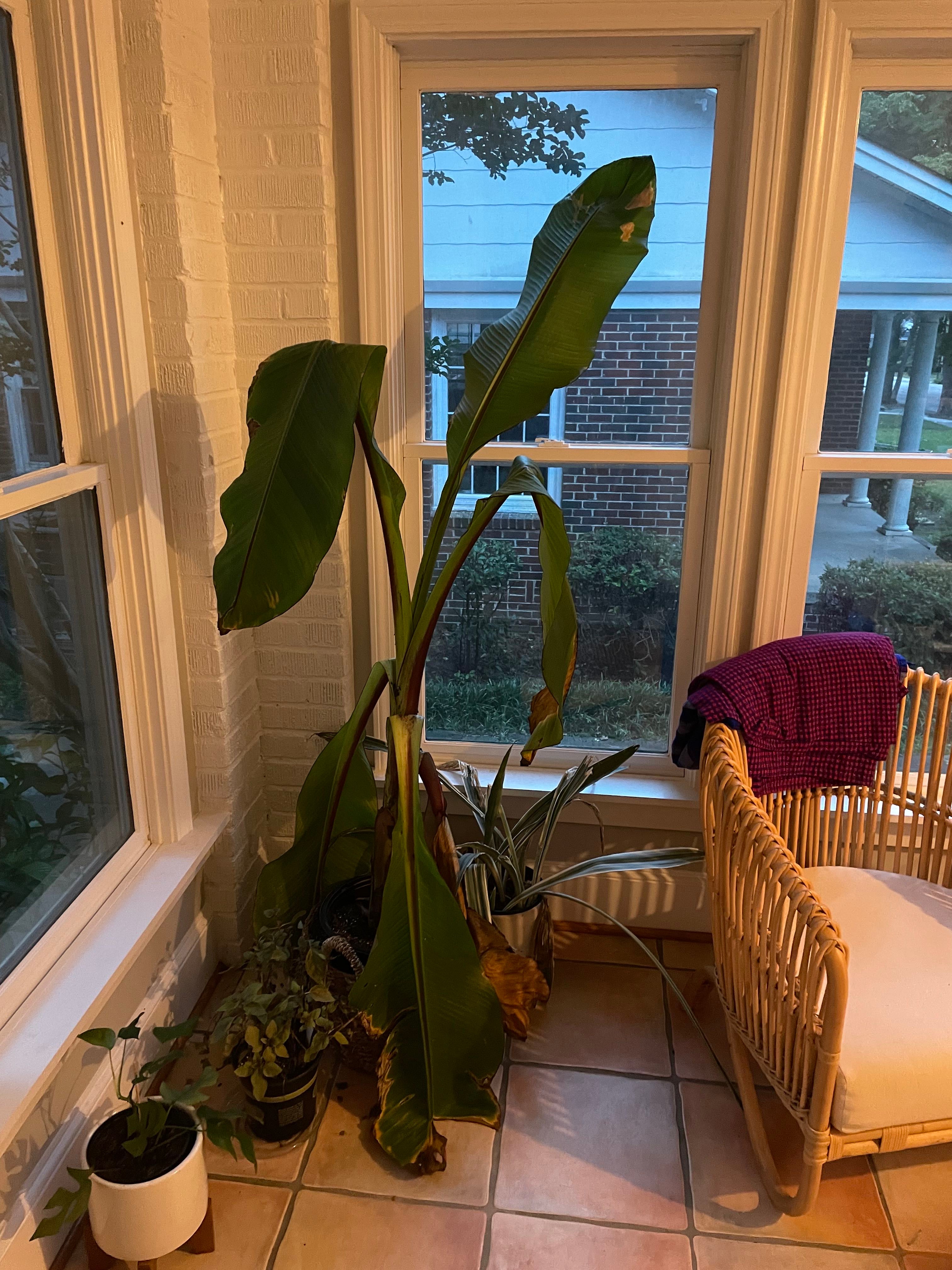 My banana plant is drooping. Please help!