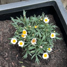 Photo of the plant species Marguerite Daisy by @CamillaS named Willow on Greg, the plant care app