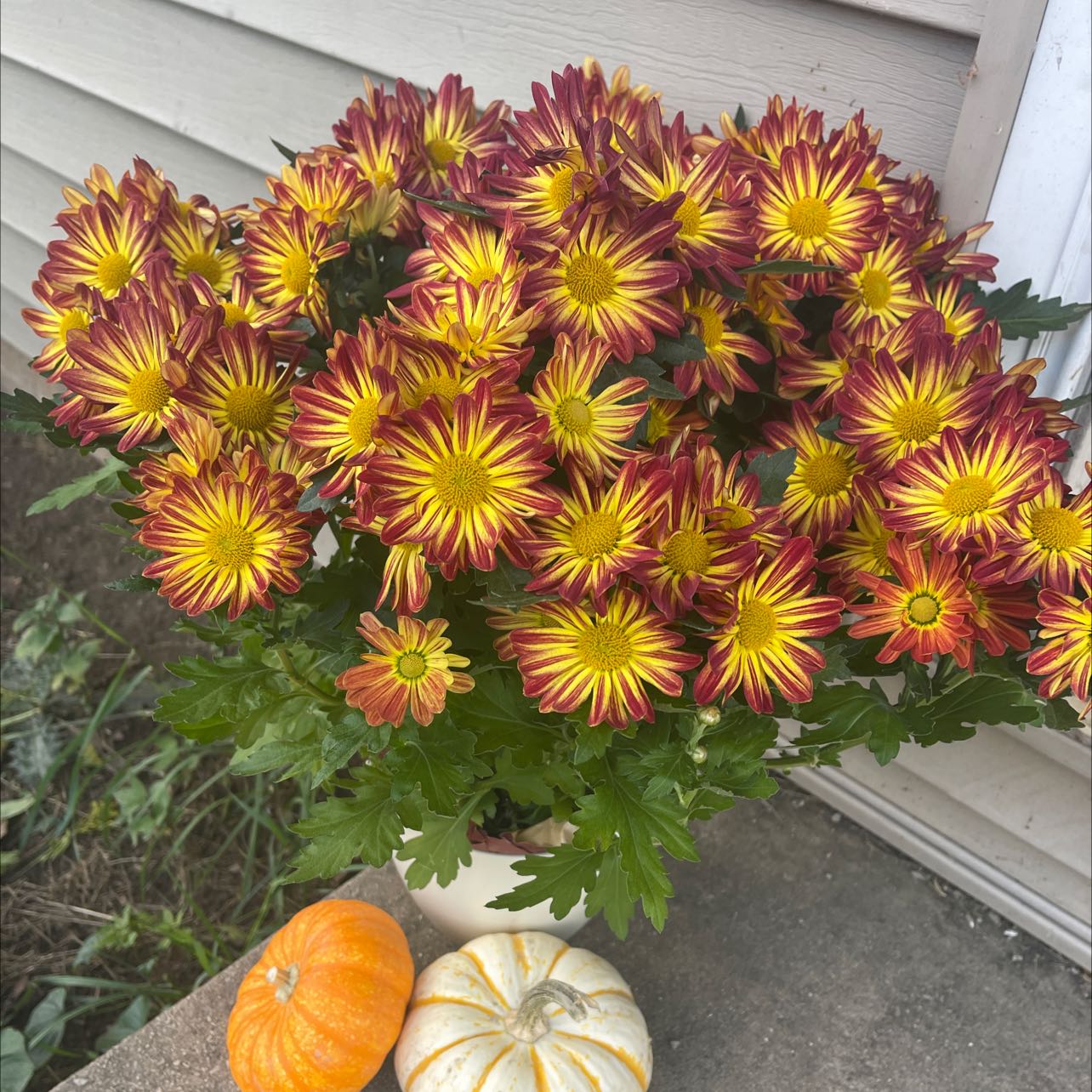 Chrysanthemum plant with vibrant red and yellow flowers, healthy and well-framed.