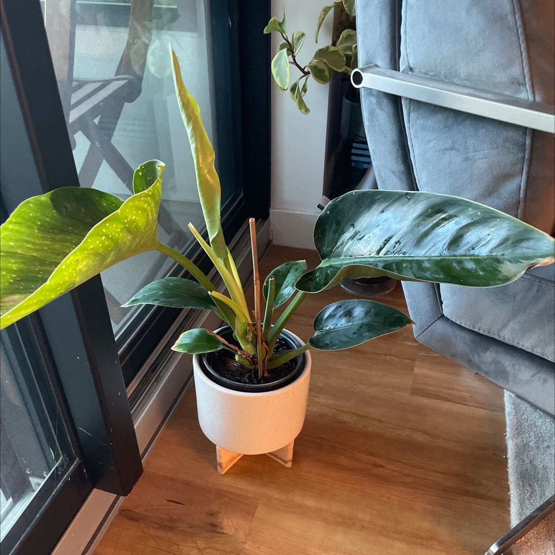Philodendron 'Congo' plant in a white pot near a window, with large, glossy leaves.
