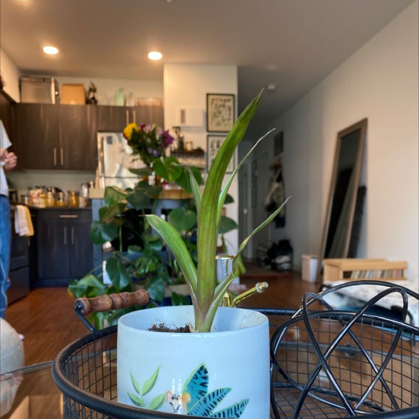 Potted Blushing Bromeliad in an indoor setting with visible soil and healthy leaves.