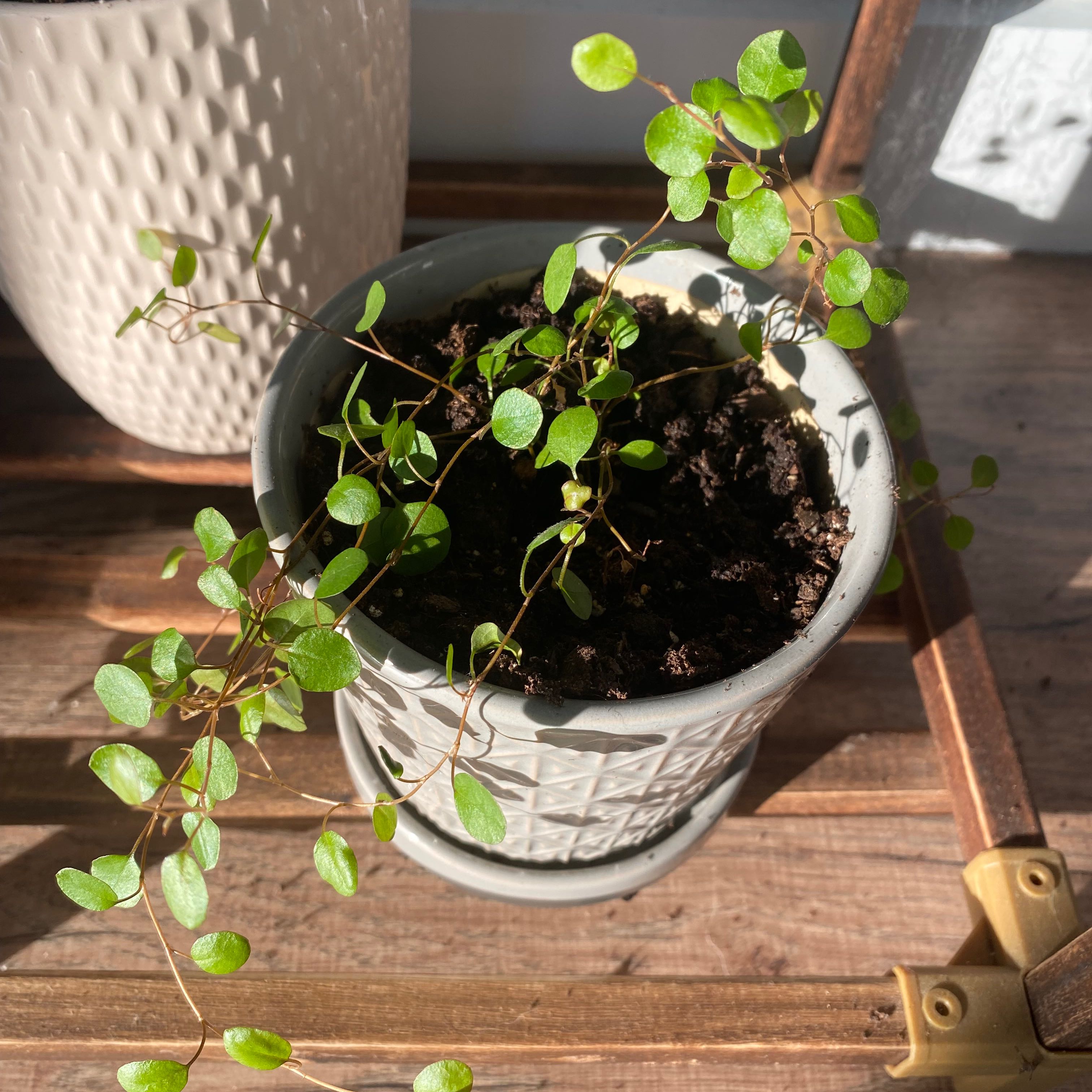 Potted Sprawling Wirevine plant with small, round green leaves in a white pot.